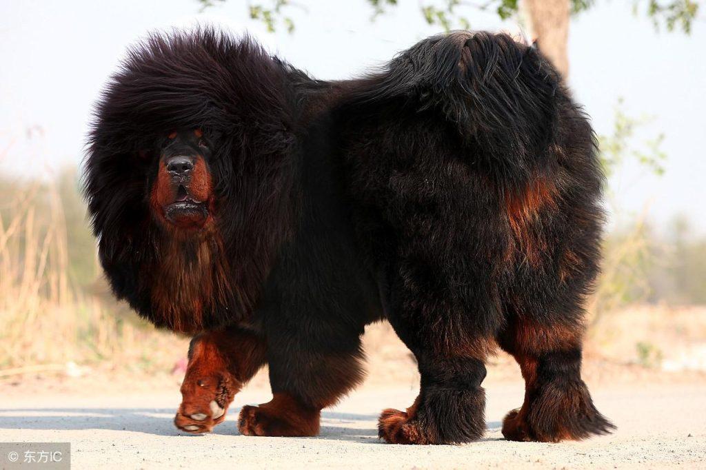 藏獒怀孕期与其他狗狗有什么不同？如何分辨藏獒真假怀孕