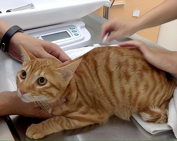 猫咪什么时候打疫苗最好？在什么情况是不能打疫苗的？