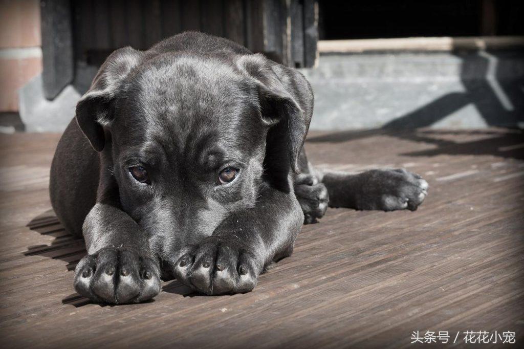 全球10大护卫犬排名（有你认识的狗狗品种吗？）