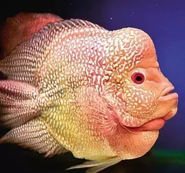 热带鱼的种类及特征，你又知道多少呢？