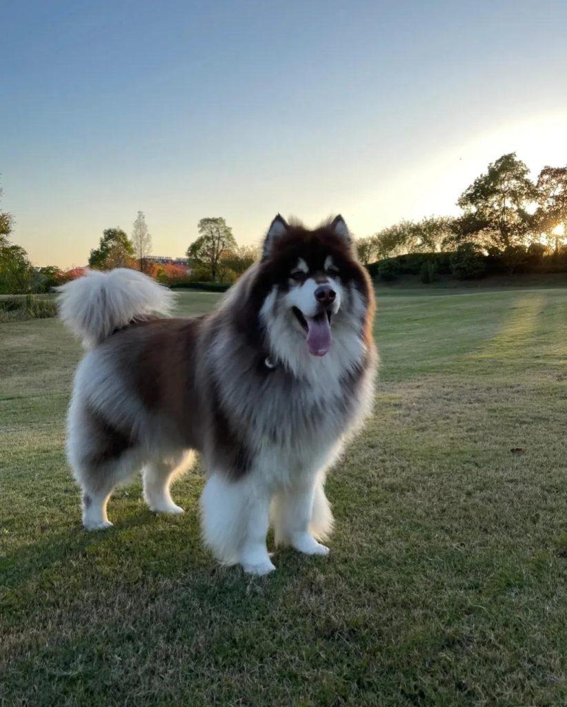 新手适合养什么大型犬？萨摩耶犬排第一