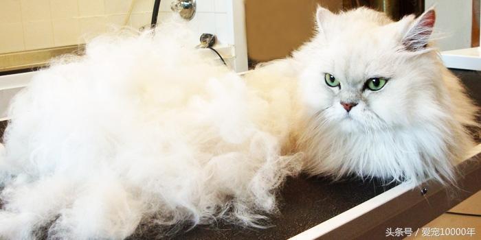 3月猫咪进入换毛期，化毛膏怎么吃？猫不吃化毛膏怎么办？