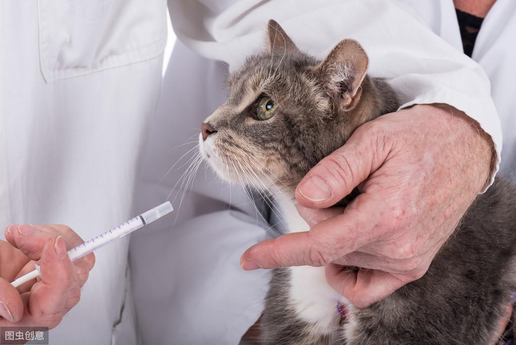 什么是尿闭和尿道造口术？猫的下泌尿道阻塞最明显的表现有哪些？