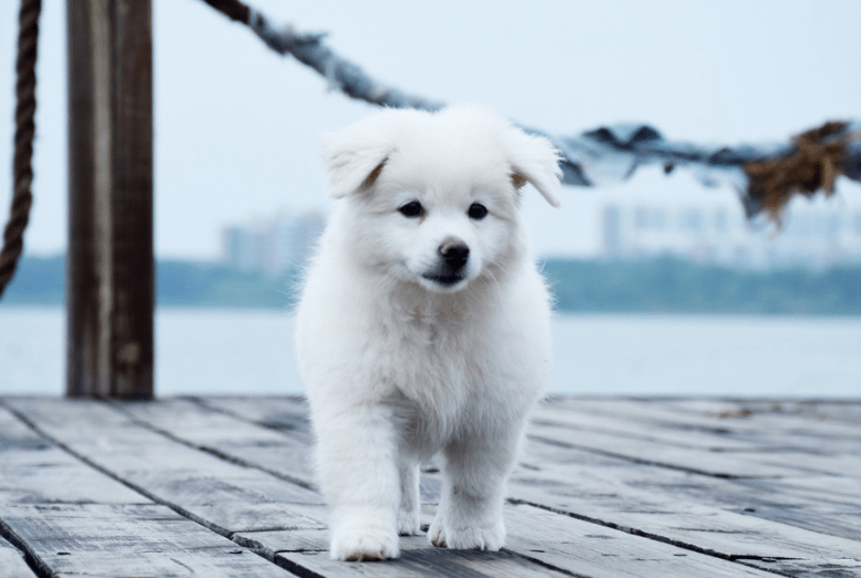狗有寄生虫吃什么药?宠物狗体内有虫吃什么药 狗有寄生虫吃什么药?宠物狗体内有虫吃什么药