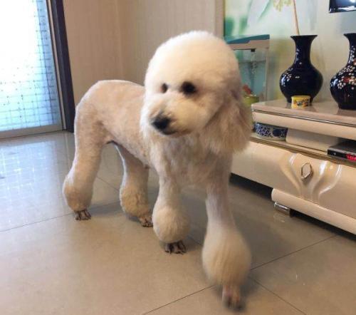 为什么养泰迪的人很多养巨贵的人很少?养巨贵劝退的4个理由 为什么养泰迪的人很多养巨贵的人很少?养巨贵劝退的4个理由