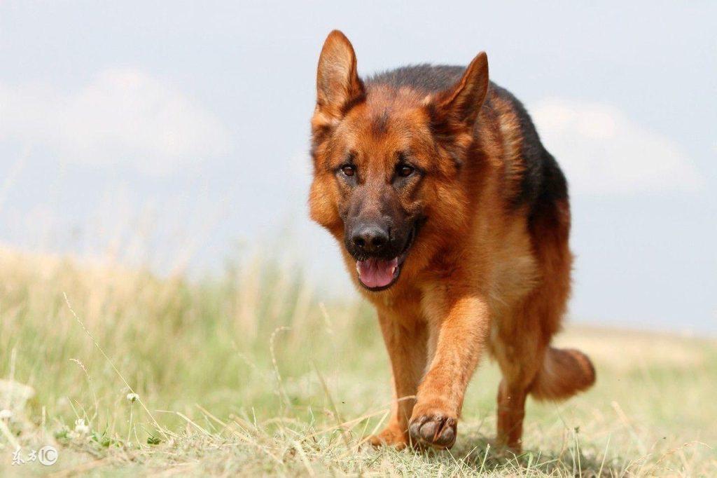 怎样判定狗狗（德牧）的年岁？通过德牧的牙齿来推断德牧的年龄