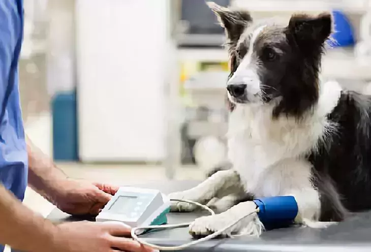 成年犬每年做什么体检项目？价格偏贵也没有太大必要