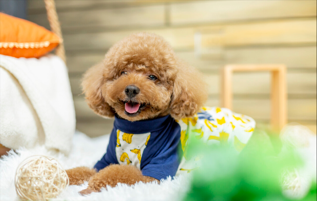 关于泰迪犬的常见问题：泰迪犬适合家庭生活吗？