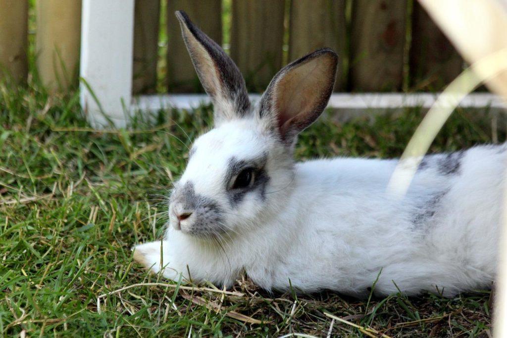 兔子吃的益生菌多少钱？兔子益生菌怎么选？