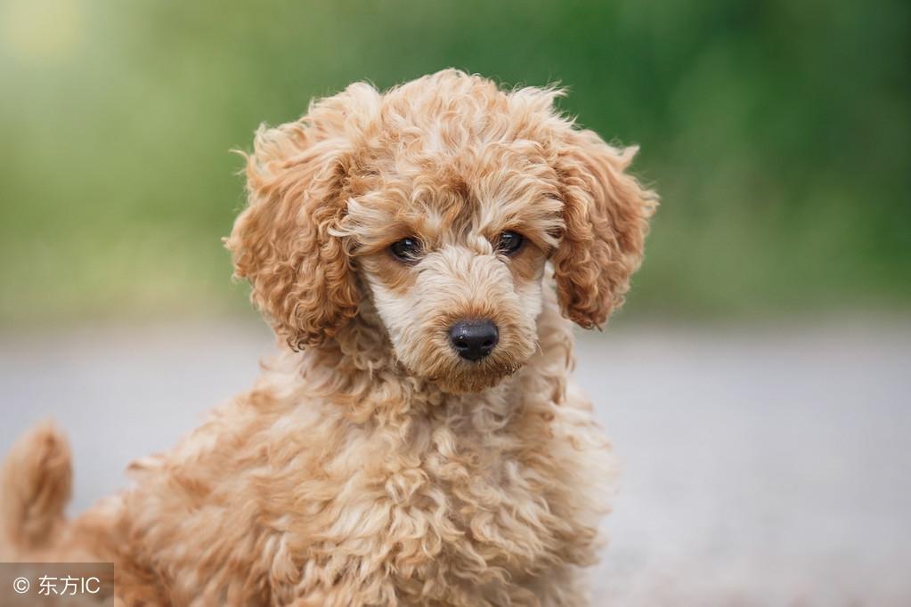 贵宾犬的寿命是多少年？规律科学饮食计划可以让寿命长
