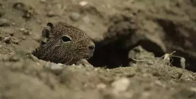 来说说荷兰猪中的实力担当——野生豚鼠的介绍