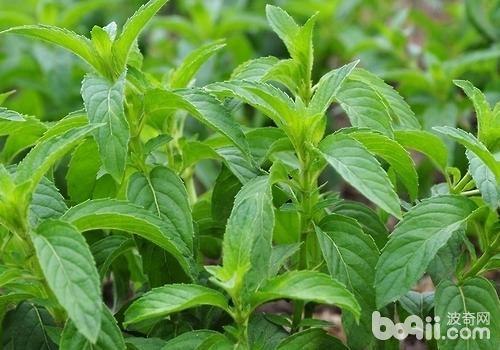 龙猫可以进食的食物有哪些？龙猫能吃什么东西？