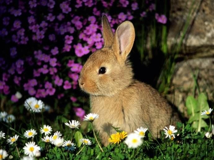 新手在养兔需要注意什么？兔子什么时候算成年？