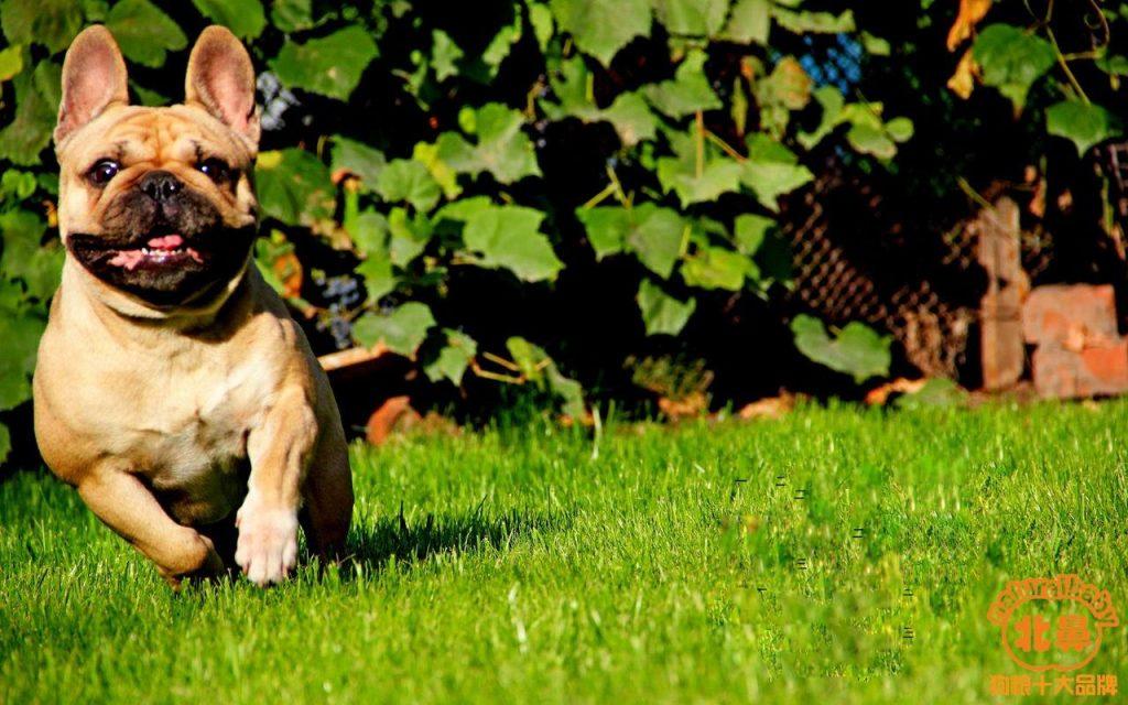 丑萌的法国斗牛犬，最适合宠物爱好者饲养的公寓犬种之一