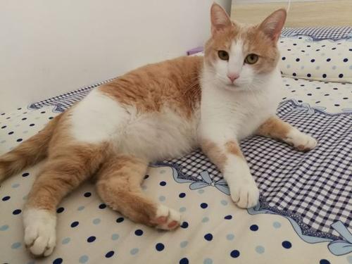 为什么有些猫咪偏瘦?猫咪吃什么能增肥?试试这几种食物 为什么有些猫咪偏瘦?猫咪吃什么能增肥?试试这几种食物
