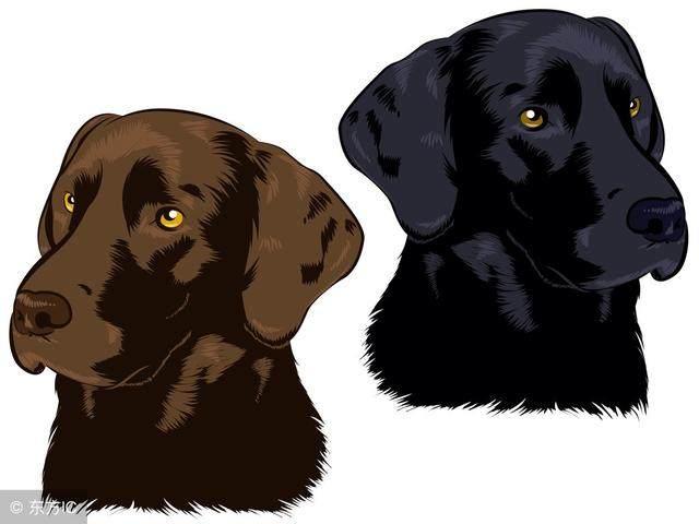 拉布拉多犬怎样分纯种？哪个颜色最贵？