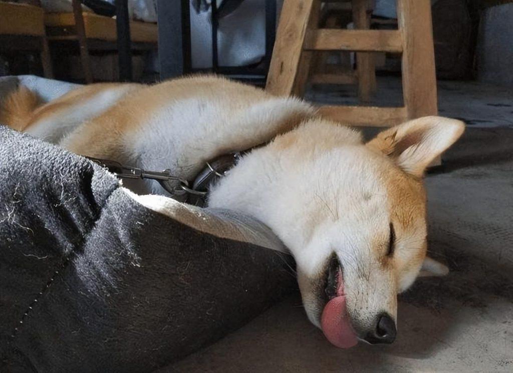 怎么看出狗狗睡熟了没？有什么表现看出？