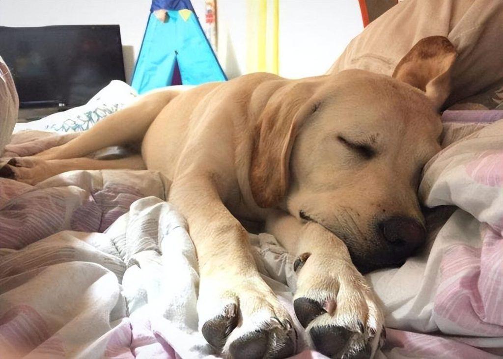怎样去判断狗狗睡得熟不熟呢？以下几点判断方法教给你