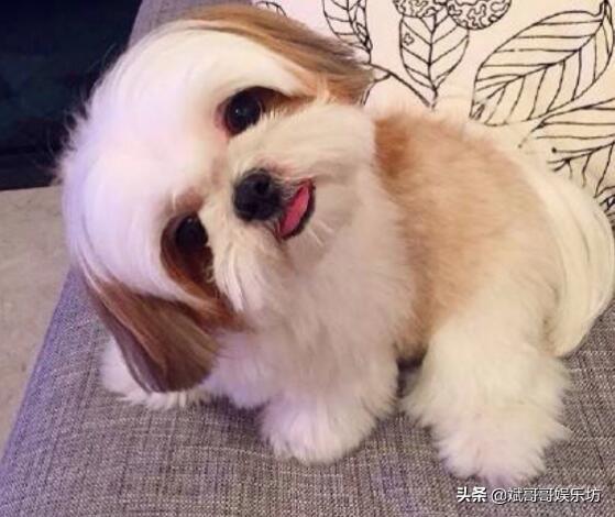 想要养好西施犬？你不可不知道的小秘密