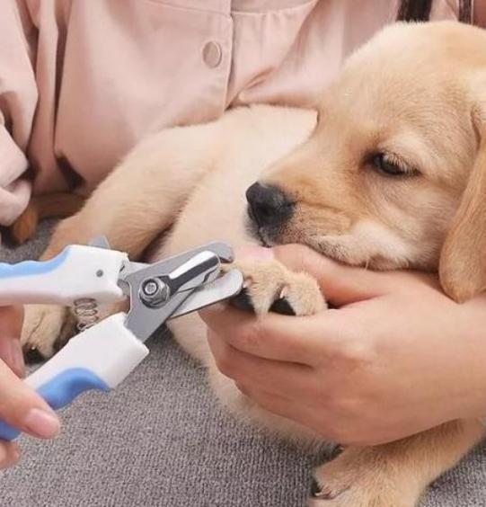 如何给狗狗修剪指甲呢？狗狗剪指甲教程，简单易做！