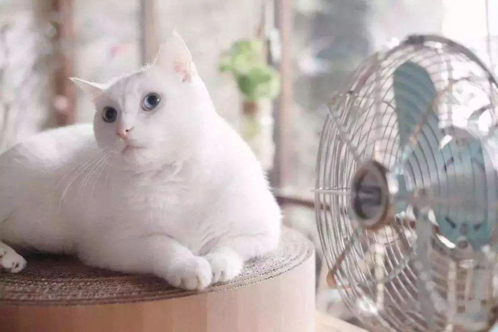 夏季如何帮猫猫降温？单纯剪毛与开空调无济于事！