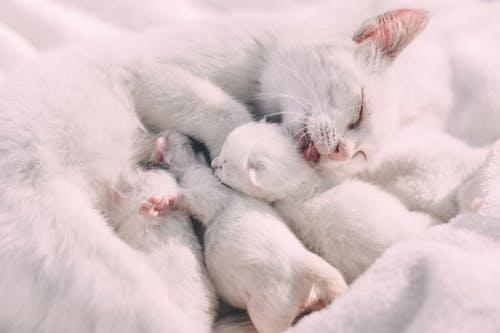 宠物猫分娩过程中需要注意哪些事情?猫咪分娩那些事儿 宠物猫分娩过程中需要注意哪些事情?猫咪分娩那些事儿