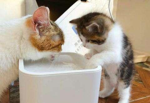 猫咪一天需要喝多少水？猫咪饮水量大量增加是不正常的