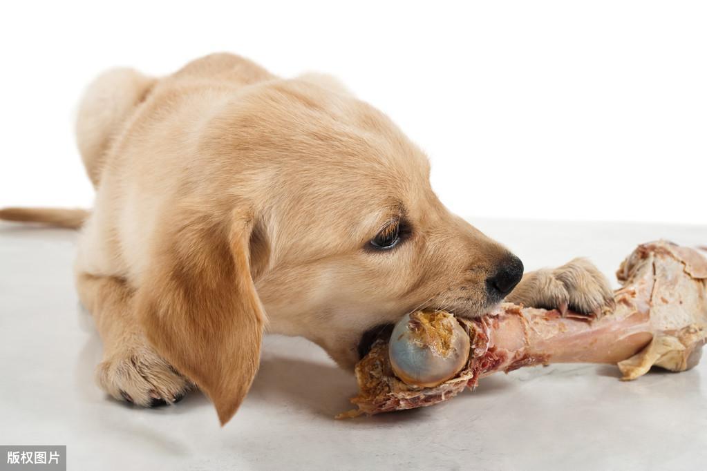 狗狗都可以吃骨头吗？食骨头有哪些要注意的问题有哪些？