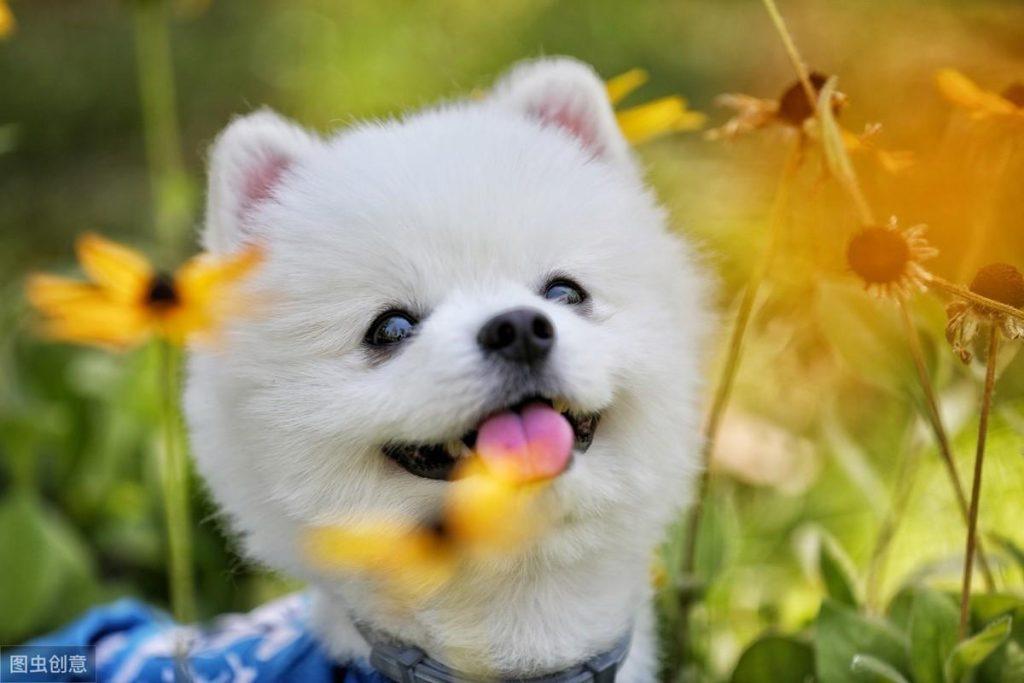 博美犬可以吃鸡蛋吗？给狗狗吃鸡蛋真的好吗？