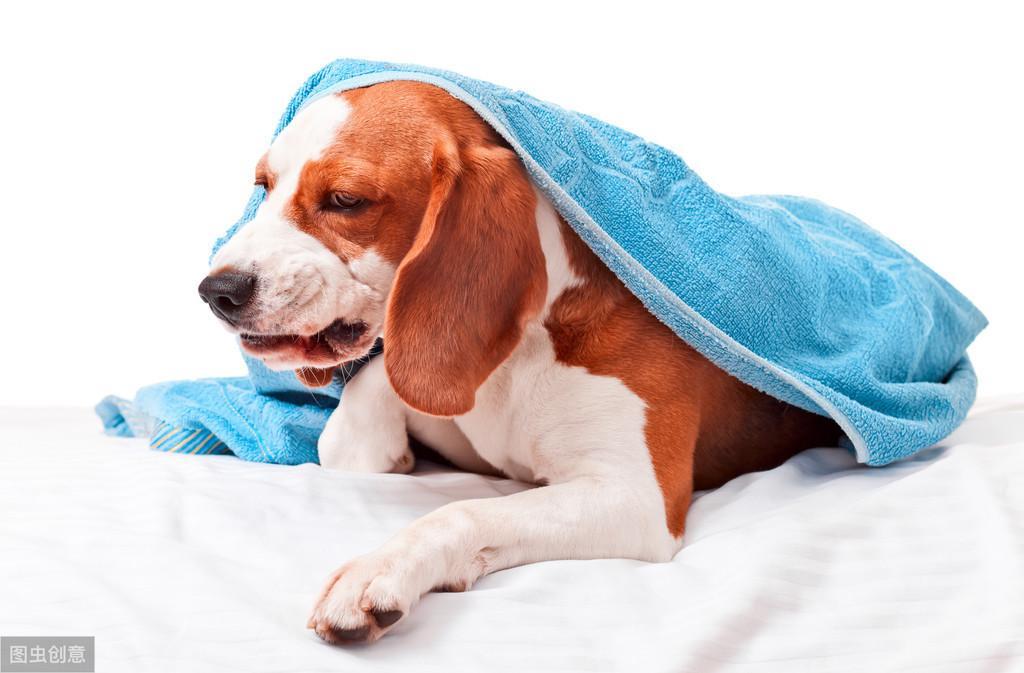 狗狗干呕就是咳嗽或者呕吐？食道异物应该这样诊断和治疗