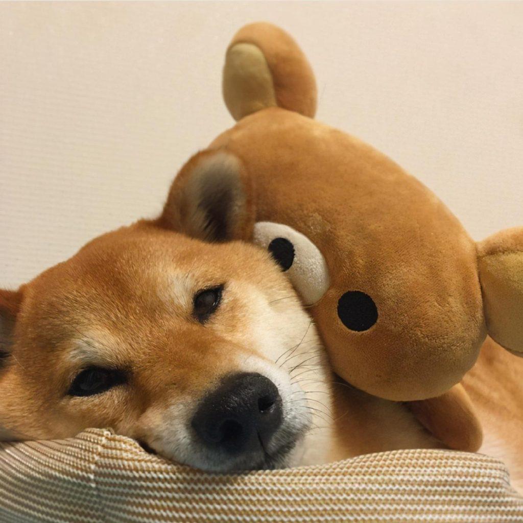 柴犬容易生病吗？怎么喂养能更健康？
