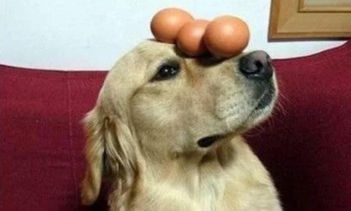 狗狗每天可以吃几个鸡蛋？顿顿吃蛋黄会引起不适