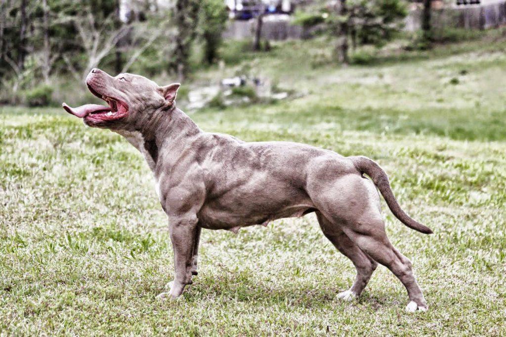 盘点世界上最凶猛的8种烈性犬，比特犬vs藏獒那个更加厉害一些呢？
