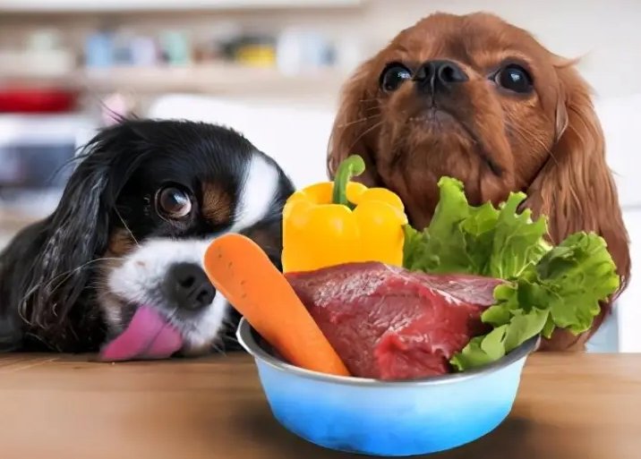 如何给狗狗补充营养？可以给狗狗补充以下5种食物