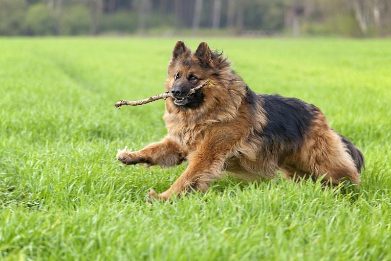 哪种狗狗,才能称得上超级猛犬?狗狗咬合力排名,比特犬在第13 哪种狗狗,才能称得上超级猛犬?狗狗咬合力排名,比特犬在第13