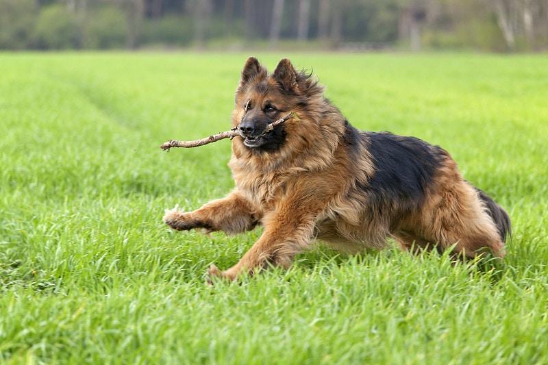 哪种狗狗，才能称得上超级猛犬？狗狗咬合力排名，比特犬在第13