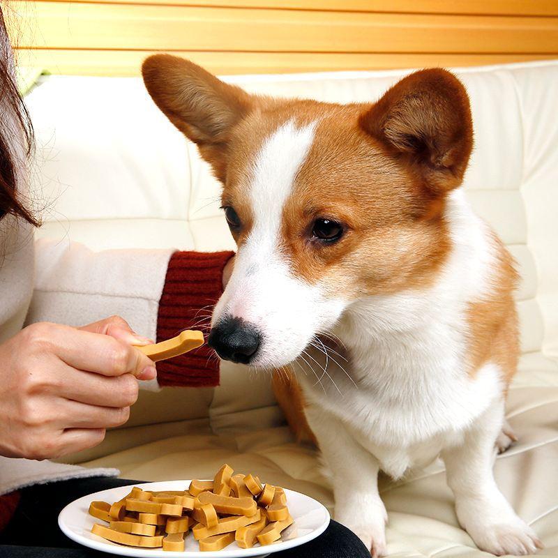 以下8种伤害狗狗的行为你还在这样喂狗吗？