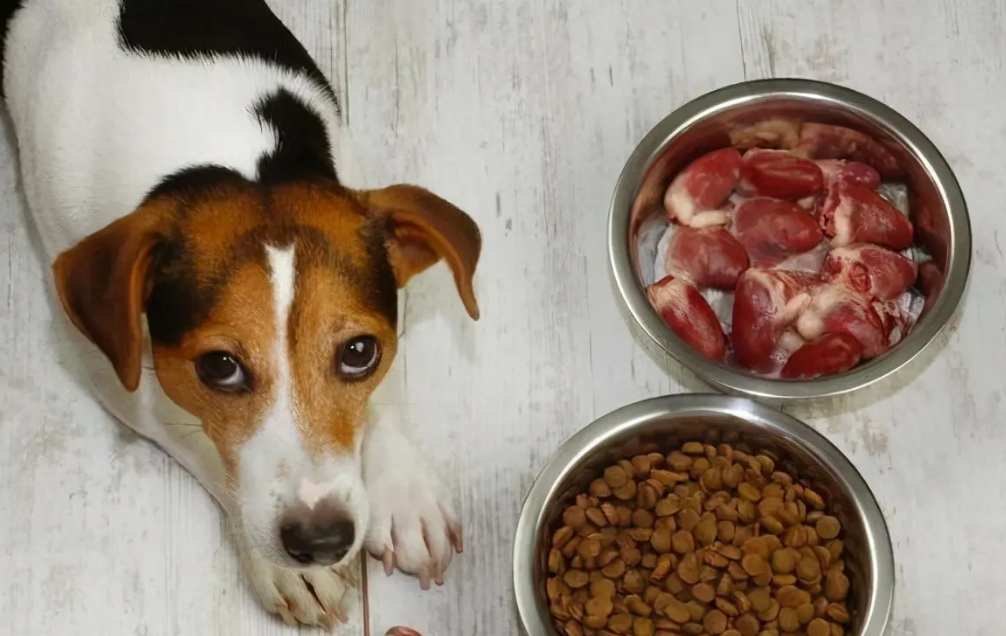 如何给狗狗补充营养？可以给狗狗补充以下5种食物