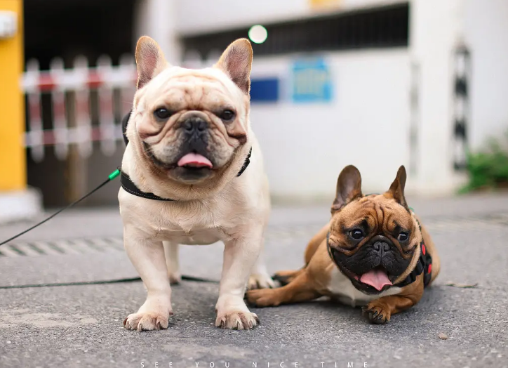 法国斗牛犬年龄表：你家法牛相当于人类几岁？