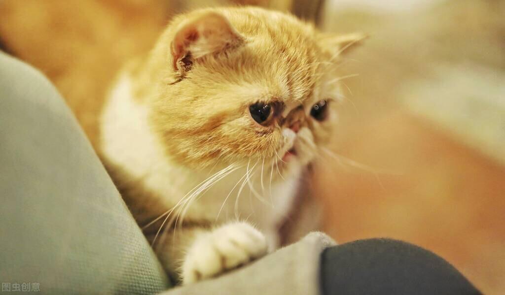 猫感冒怎么治有效？怎么帮助猫咪摆脱感冒的困扰？