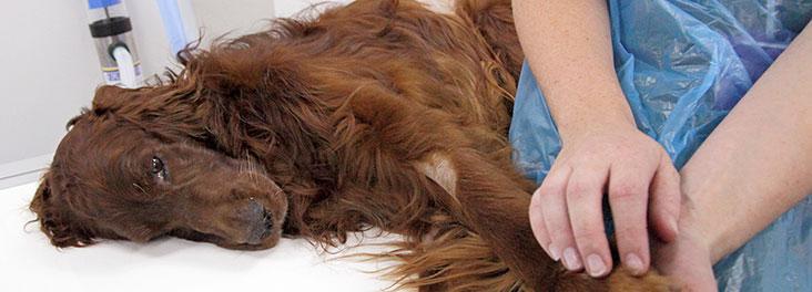 对狗致命的5种非常常见的东西，一小点就能让狗狗丧命