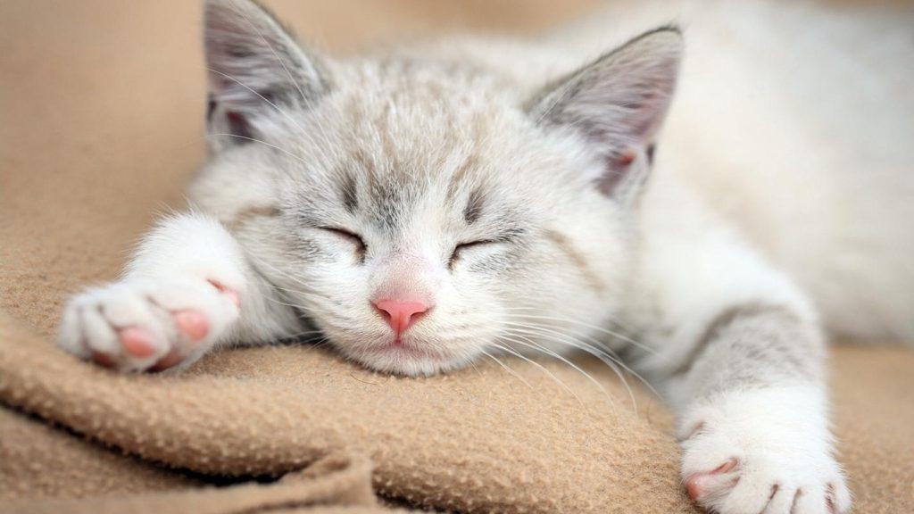 为什么猫要睡这么多？担心猫咪睡多了怎么办？