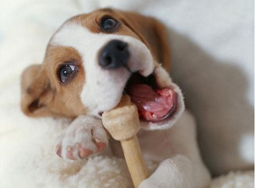 狗狗换牙时期怎么补钙？狗狗换牙期还要注意什么？