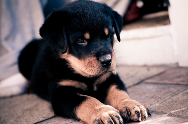 盘点全球最贵的10大宠物狗，买得起养不起