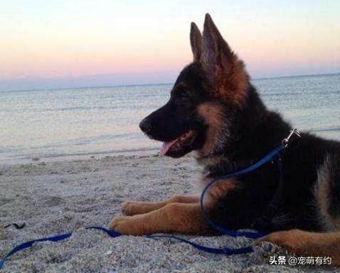 威武帅气的德国牧羊犬，有这么多优点，你喜欢德牧吗？