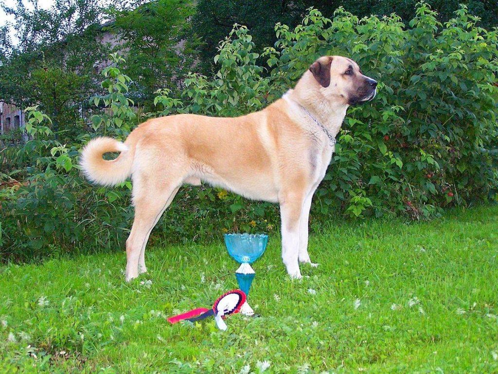 哪种狗狗,才能称得上超级猛犬?狗狗咬合力排名,比特犬在第13 哪种狗狗,才能称得上超级猛犬?狗狗咬合力排名,比特犬在第13