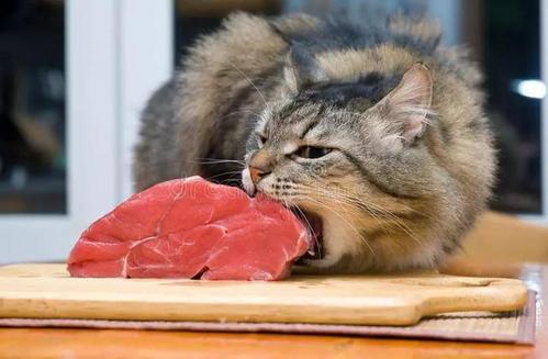 为什么有些猫咪偏瘦?猫咪吃什么能增肥?试试这几种食物 为什么有些猫咪偏瘦?猫咪吃什么能增肥?试试这几种食物