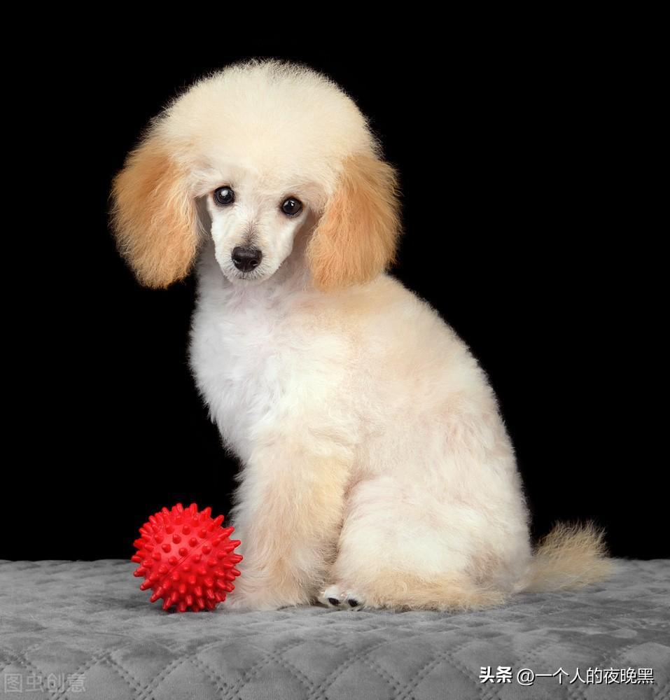 如何饲养贵宾犬？从哪方面入手？