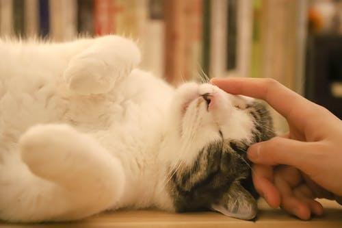 宠物猫分娩过程中需要注意哪些事情?猫咪分娩那些事儿 宠物猫分娩过程中需要注意哪些事情?猫咪分娩那些事儿