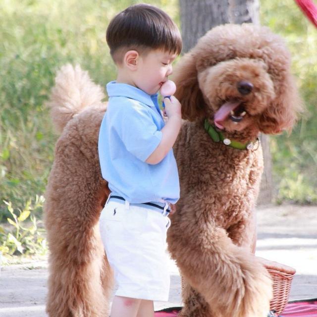 巨型贵宾犬值得入手吗？比较适合小孩子养